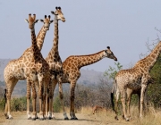 Espécie de Girafas 1