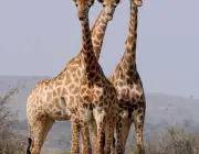 Espécie de Girafas 2