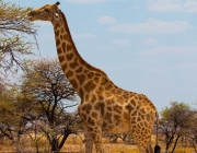 Espécie de Girafas 3