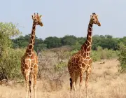 Espécie de Girafas 4