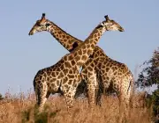 Espécie de Girafas 5