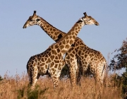 Espécie de Girafas 5