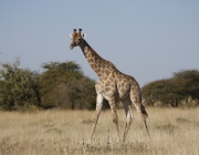 Espécie de Girafas 6