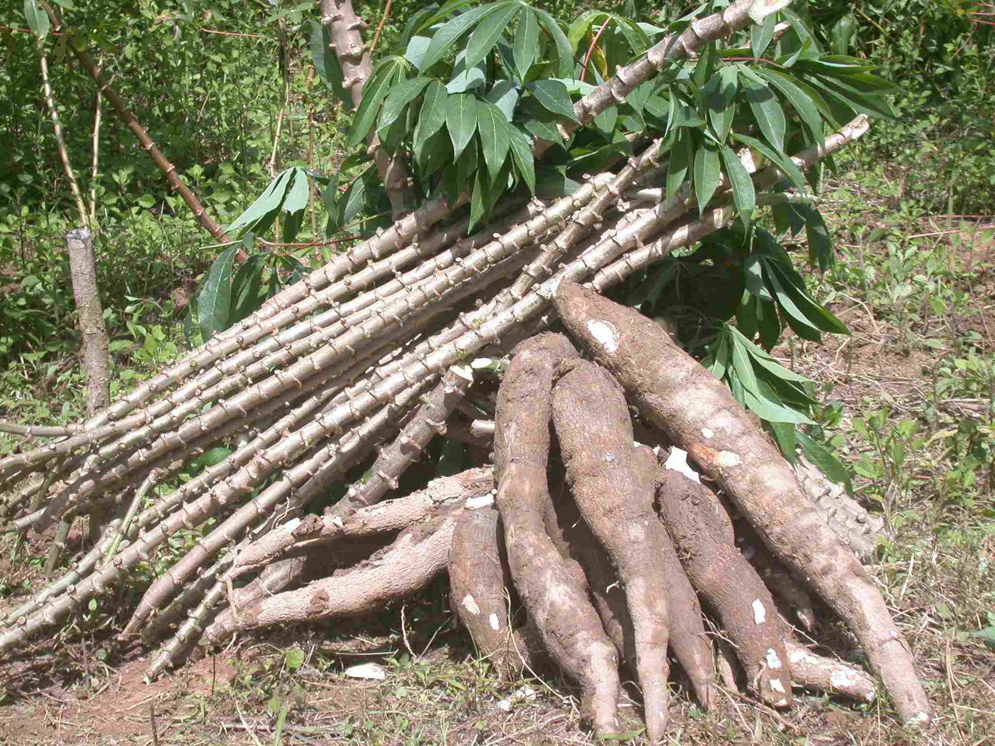 Espécies de Mandioca Mundo Ecologia Espécies de Mandioca Mundo Ecologia