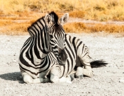 Zebra da Montanhas 1