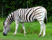 Zebra das Planícies 1