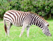 Zebra das Planícies 2