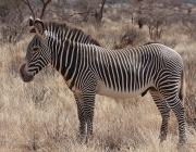 Zebra de  Grevy 1