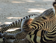 Zebra de  Grevy 2