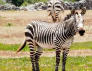 Zebra Montanhosa 2