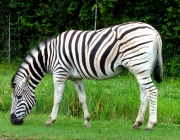 Zebra as Planícies 1