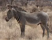 Zebra de Grevy 1