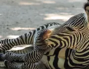 Zebra de Grevy 2