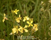 Espécies de Brassicaceae 2