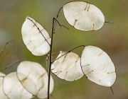 Espécies de Brassicaceae 3