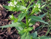 Espécies de Brassicaceae 6