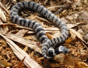 Espécies De Cobras Em Florianópolis 6