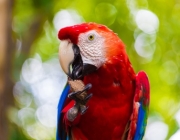 Arara da Amazônia 1