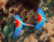 Arara da Amazônia 2