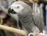 Papagaio Cinzento Africano 1