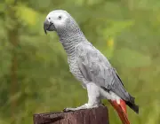 Papagaio Cinzento Africano 2