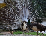 Espécies de Pavão 2