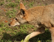 Espécies e Tipos de Lobos 1