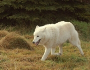 Espécies e Tipos de Lobos 4