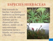 Espécies Herbáceas 3