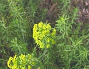 Euphorbiales 2