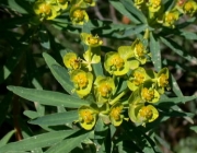 Euphorbiales 5