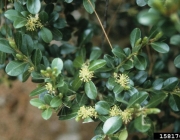 Euphorbiales 6