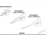 Evolução dos Elefantes 1