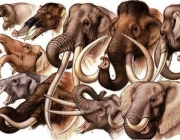 Evolução dos Elefantes 2