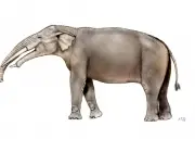 Evolução dos Elefantes 5