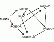 Exemplo de Teia Alimentar 1