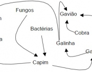 Exemplo de Teia Alimentar 3