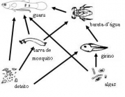 Exemplo de Teia Alimentar 4