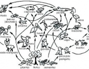 Exemplo de Teia Alimentar 6