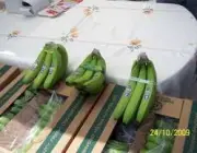 Exportação da Banana 1