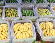 Exportação da Banana 2