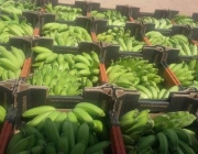 Exportação da Banana 5