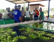 Exportação de Banana 2