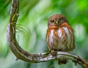 Extinção do Caburé de Pernambuco 1