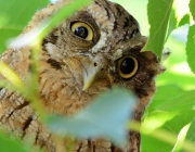 Extinção do Caburé de Pernambuco 4