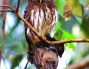 Extinção do Caburé de Pernambuco 5