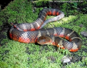 Cobras da Família Helicops Angulatus 1