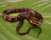 Cobras da Família Helicops Angulatus 3