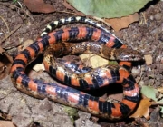 Cobras da Família Helicops Angulatus 4