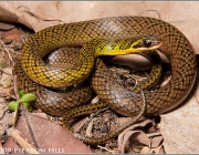 Cobras da Família Helicops Angulatus 5